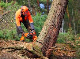 Best Tree Trimming and Pruning  in Sand Ridge, NY